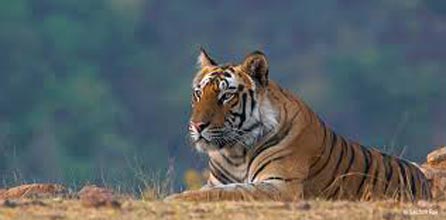 Kanha Bandhavgarh Tour