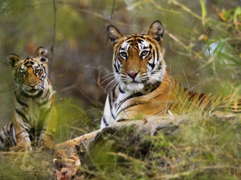 16 Days The Best Of Indian Wildlife Tours