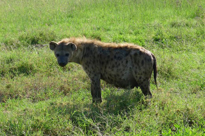 Merged With Nature - Mobile Camping Safari Tour