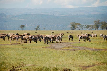 2 Days / 1 Night) Masai Mara Game Reserve - Flying Package) Tour