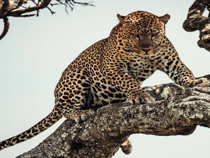 3 Days Azure Masai Mara Road Safari Tour