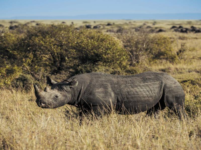 3 Days Azure Masai Mara Road Safari Tour