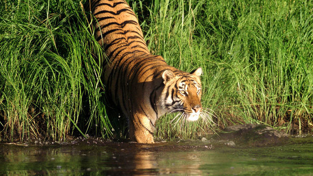 Sundarban Tiger Camp Tour