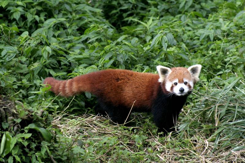 Wildlife Sikkim Tour