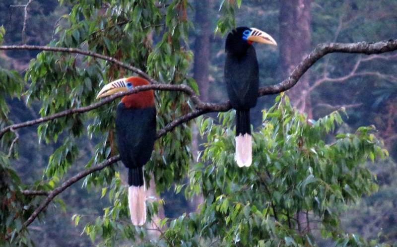 Emerald North Bengal with Nature of Sikkim Tour