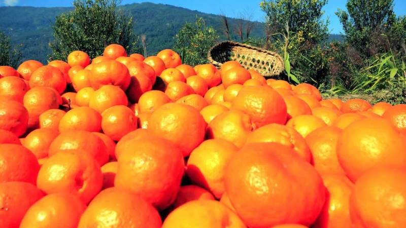 Emerald North Bengal with Nature of Sikkim Tour