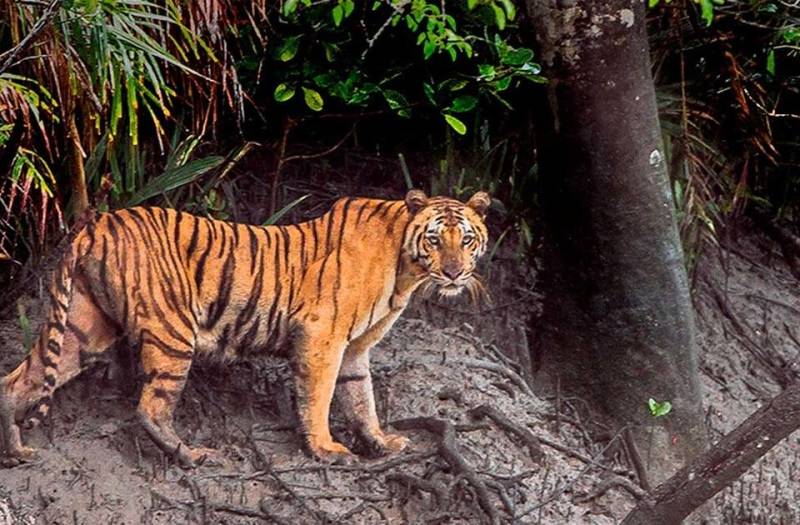 Sundarban Tiger Camp Tour