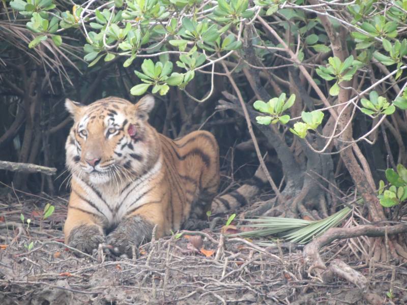 03 Days Sundarban Resort Package