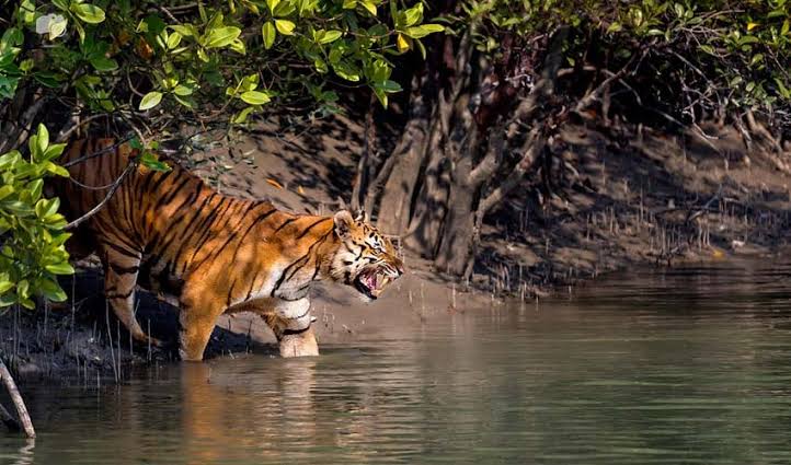 03 Days Sundarban Resort Package