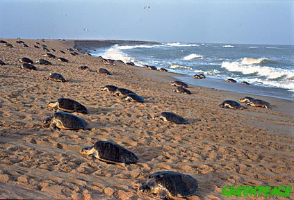 Odisha unforgettable Honeymoon Package