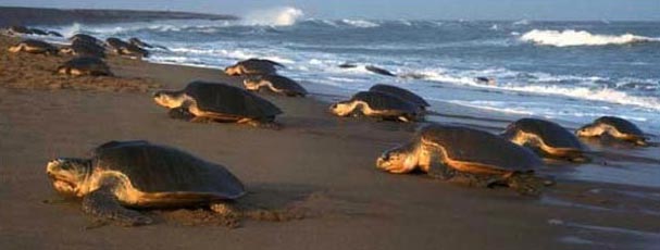 Odisha unforgettable Honeymoon Package