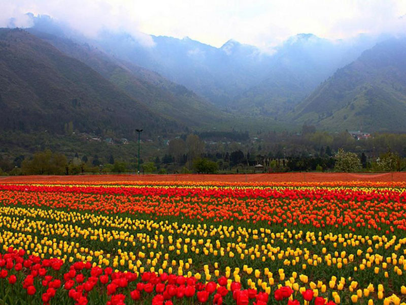 11 Night 12 Days Kashmir-Srinagar-Laddakh Package