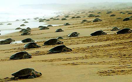 Winter Odisha Package