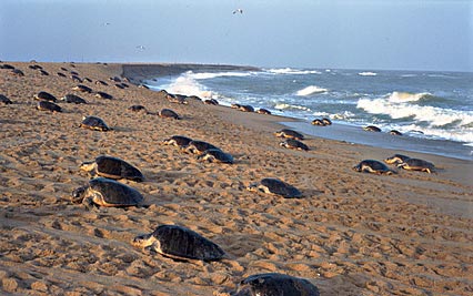 Winter Odisha Package