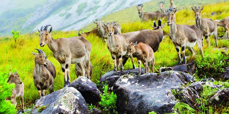 5 N 6 D Honeymoon package (Munnar - Thekkady - Alleppey Houseboat - Cherai Beach) Tour