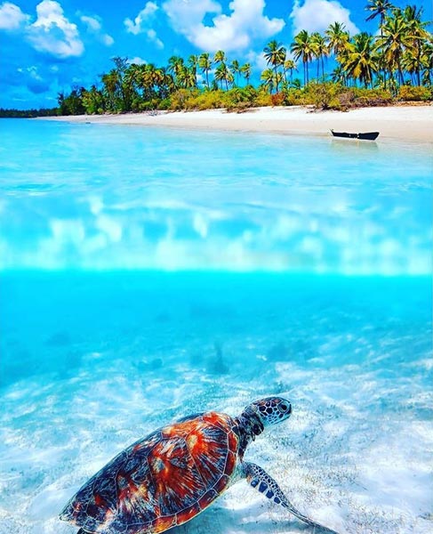 Safari Tanzania & Zanzibar Tour