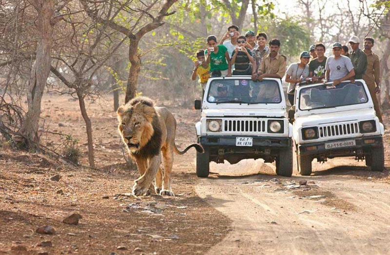 Wildlife Safari In Gujarat Tour