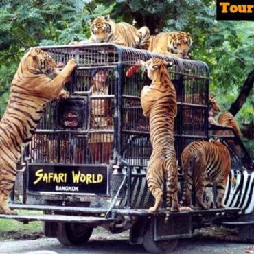 Sundarban Safary Tour