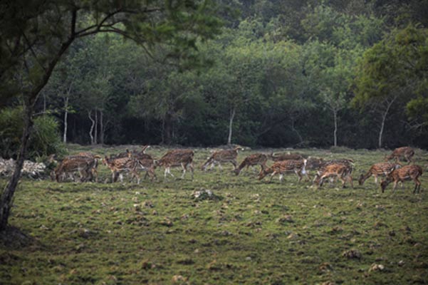 Panchalingeswar with Kuldiha Package