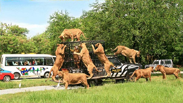 Amazing Thailand Tour