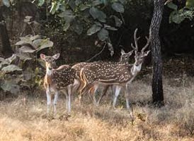 Wildlife And Heritage Of Gujarat