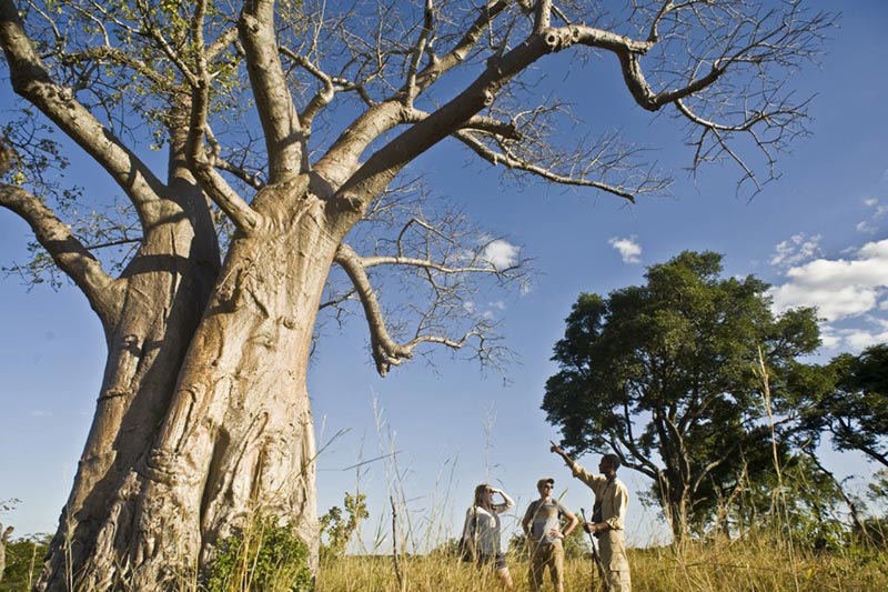 10 Days 9 Nights Livingstone, Kafue and South Luangwa National Park, Zambia Tour