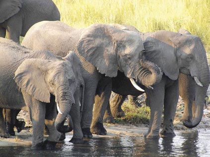 5 Days 4 Nights Livingstone, Zambia and Chobe National Park, Botswana