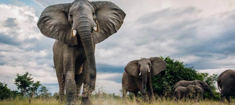 5 Days 4 Nights Livingstone, Zambia, Victoria Falls Town - Zimbabwe and Chobe National Park, Botswan