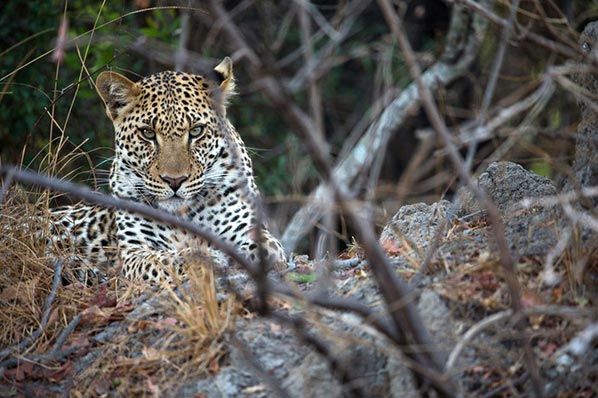 7 Days 6 Nights Livingstone and Kafue National Park Tour