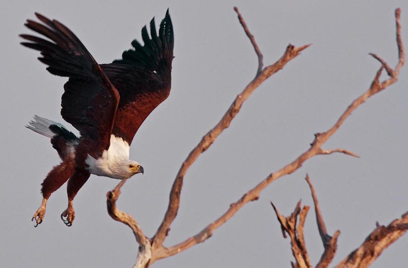 7 Days 6 Nights Livingstone and Kafue National Park Tour