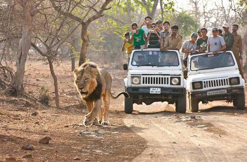 Gir Forest And Somnath Tour