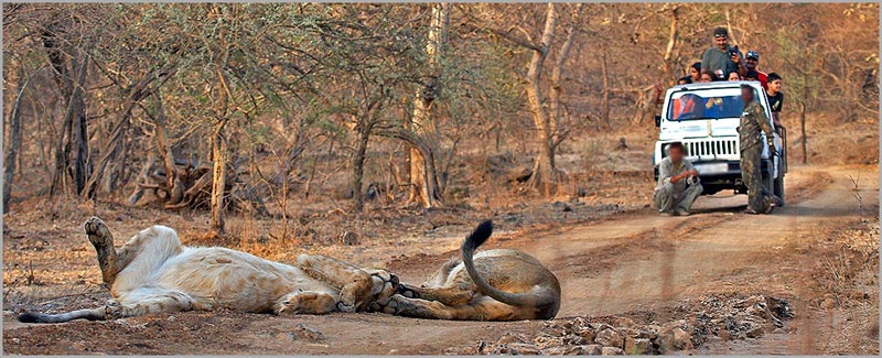 Wildlife & Beach Tour
