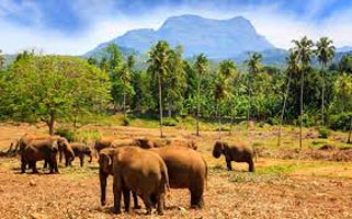 Scenic Sri Lanka Tour