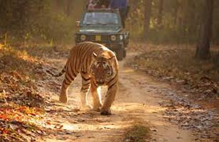 In Search Of Tiger Tour