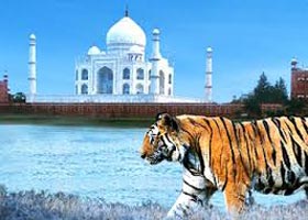 Taj And Tiger Tour