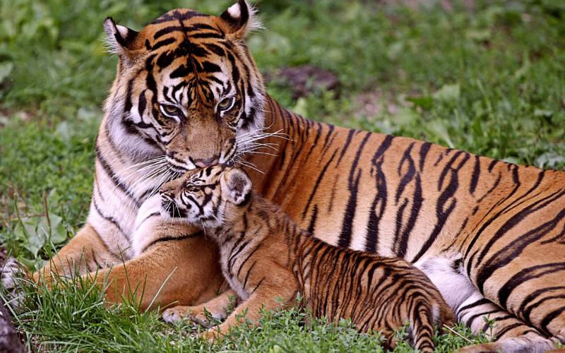 Tiger Safari In Jim Corbett Jim Corbett Tour