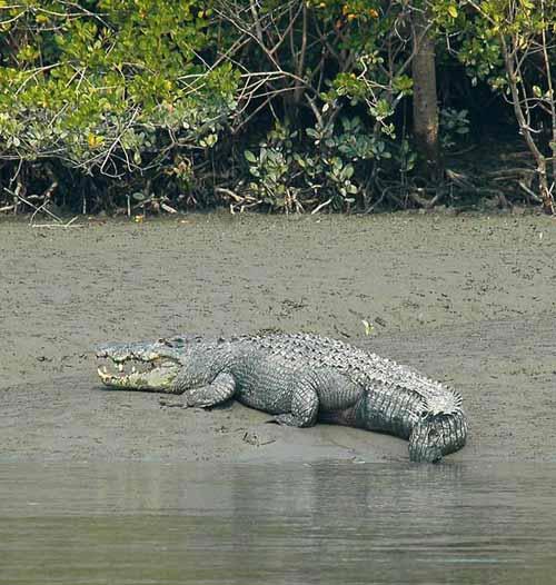 5Days 4Nights(Sundarban Tiger Safari)