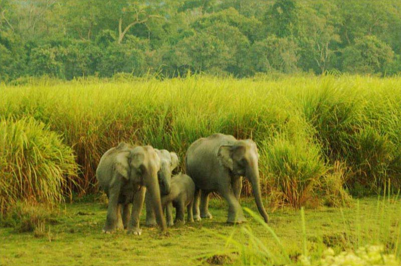 Kaziranga Weekend Package