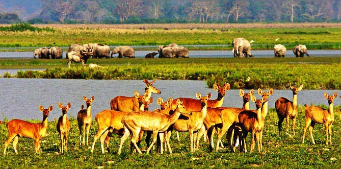 Kaziranga Weekend Package
