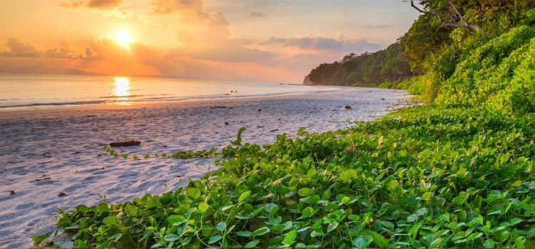 Havelock Neil Exotica