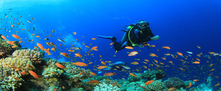 Havelock Neil Delight