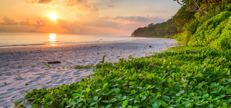 Havelock Neil Delight