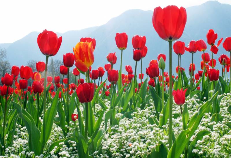 Scintillating Kashmir