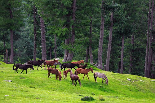 Flexi Honeymoon Kashmir