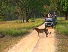 Short Escape To Kanha Tour