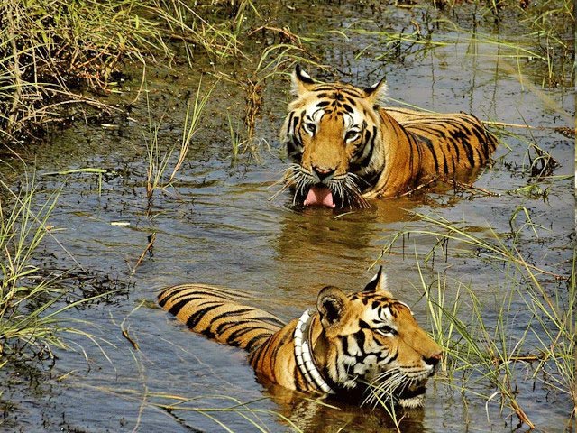 Manas National Park Tour Package