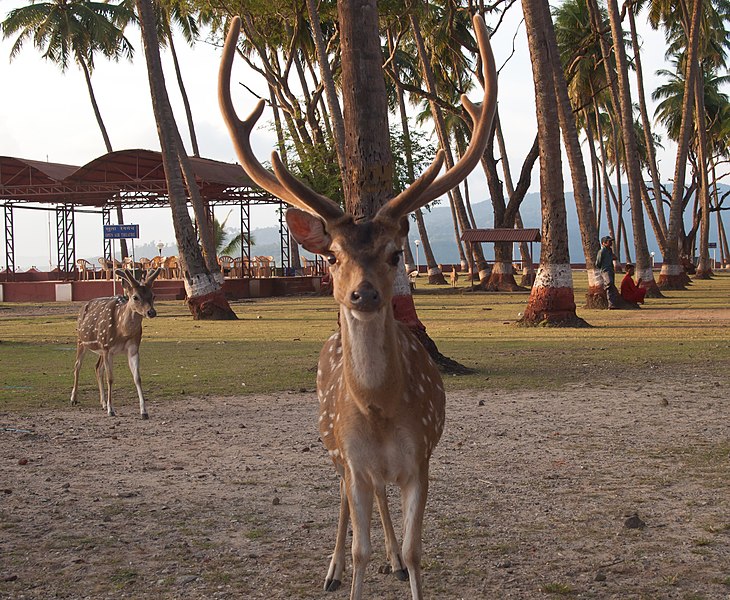 Andaman Adventures Package 8 Night - 9 Days