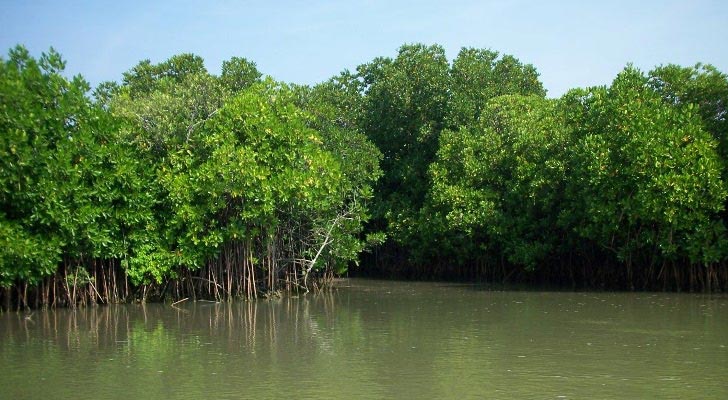 CITY & FOREST (Kolkata 2N - Sundarban 2N) Tour