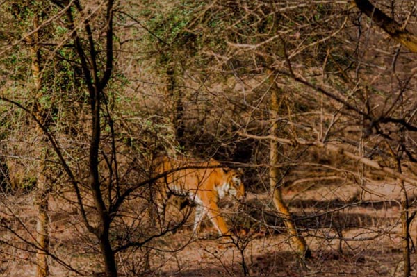 Magical Rajasthan With Wild Ranthambore Tour