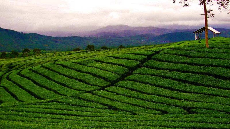 Himachal Dlx Package